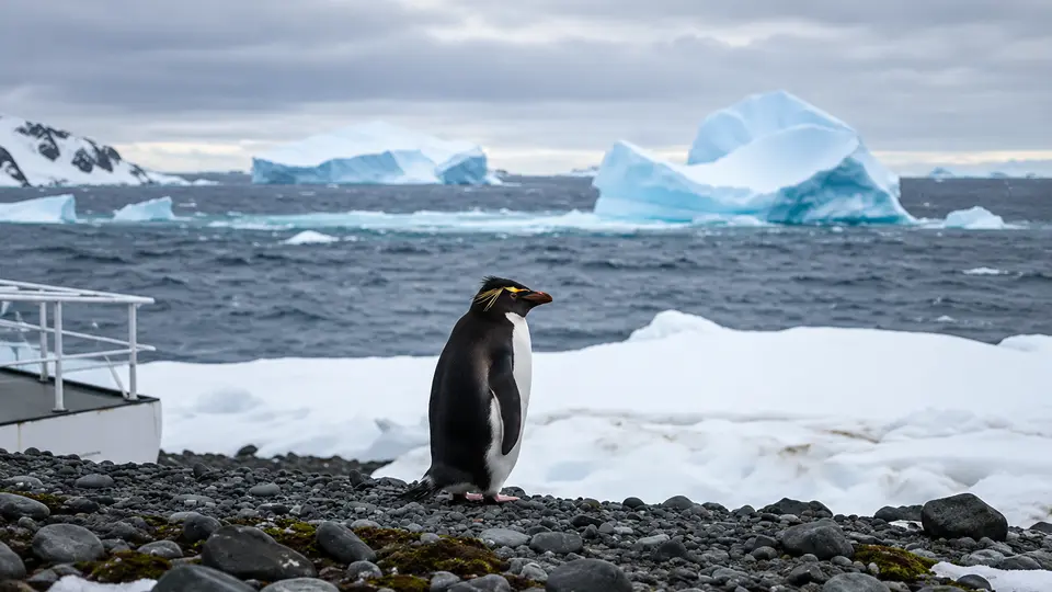 Macaroni Penguin in its natural habitat, AI illustration