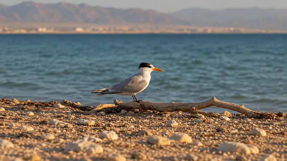 Lesser Crested Tern