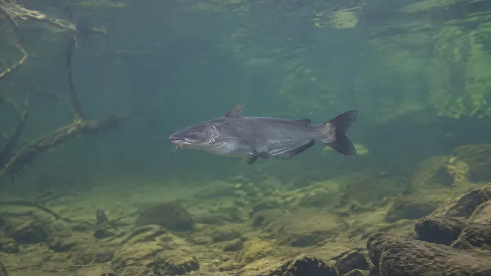 Blue Catfish