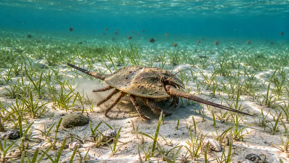 Atlantic Horseshoe Crab