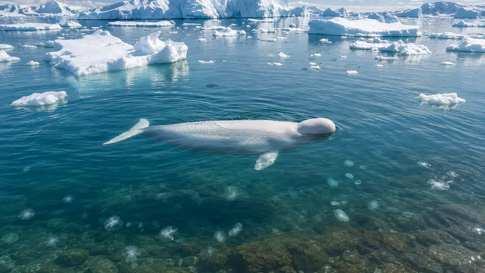 Beluga Whale