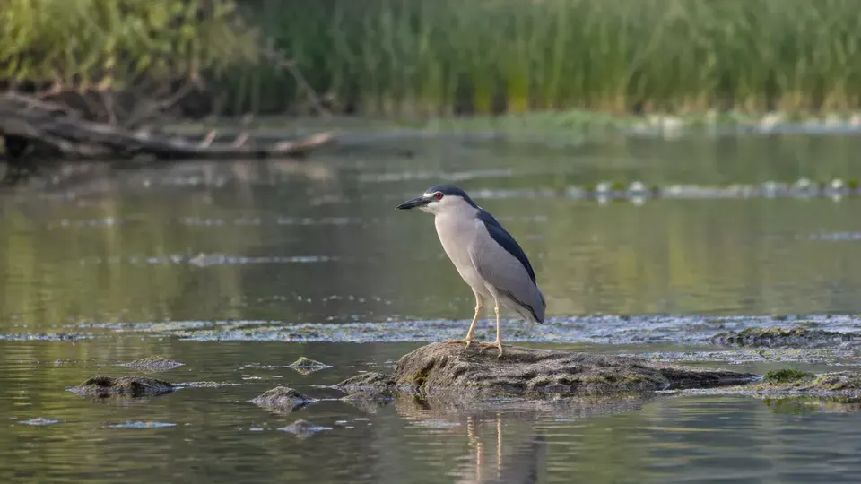 Black-crowned Night Heron