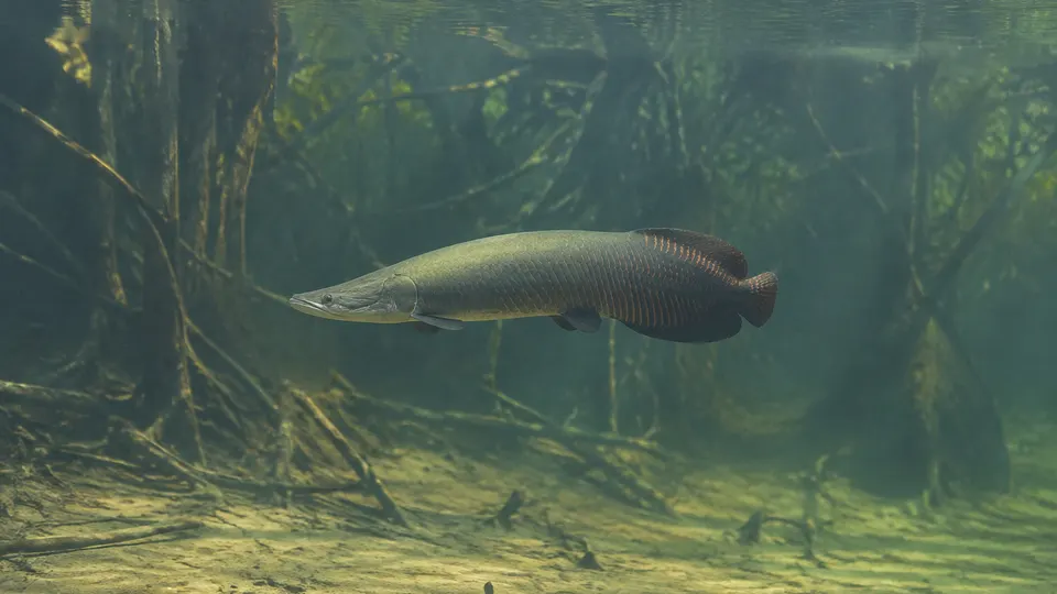 Arapaima
