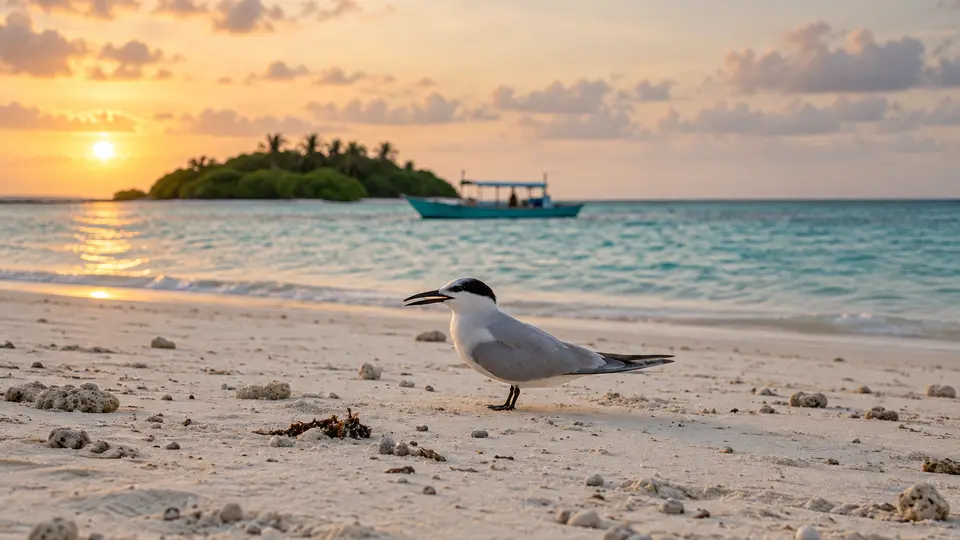 Black-naped tern