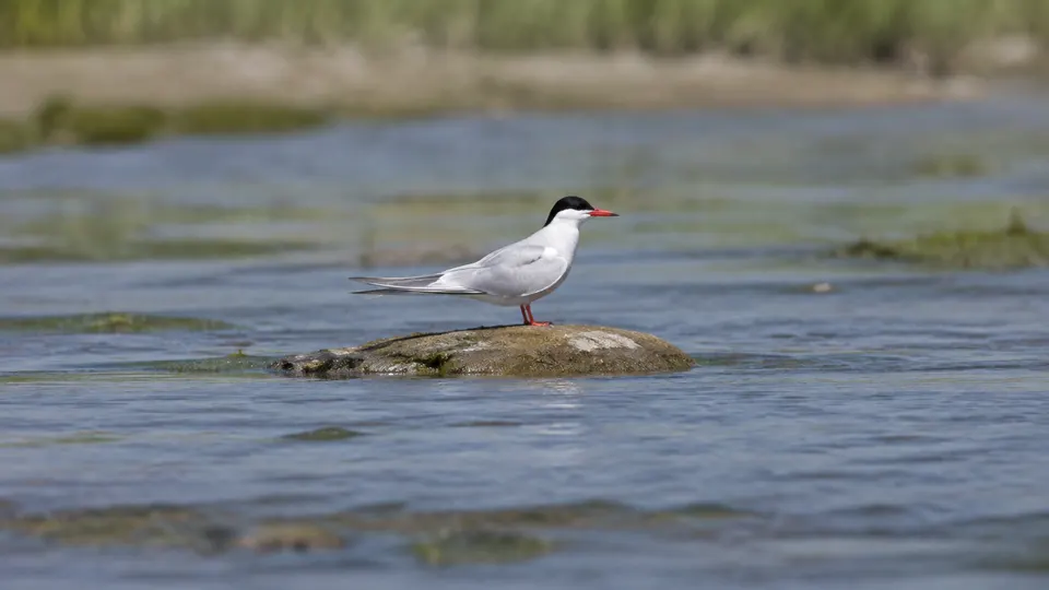 Common Tern