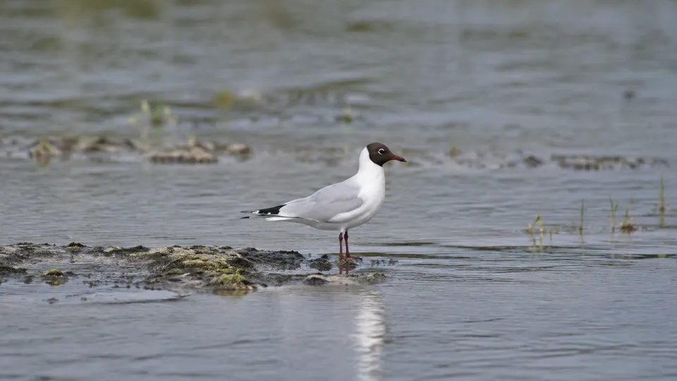 Black-headed Gull