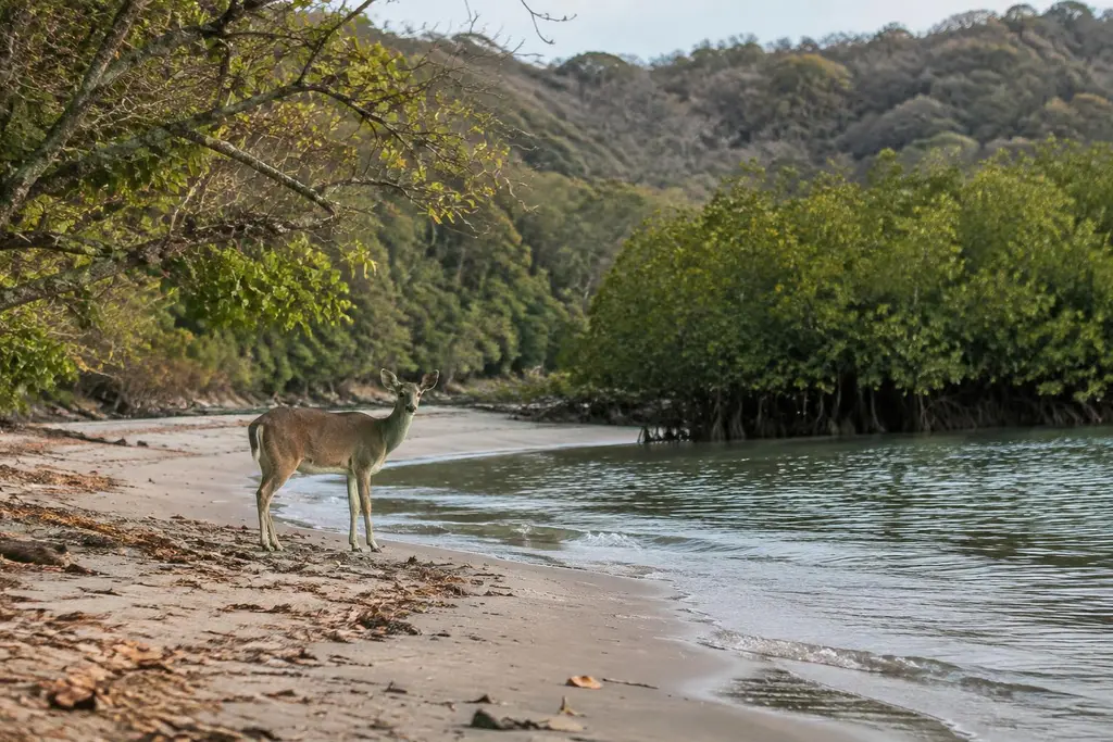AI-generated illustration of Curú Wildlife Refuge