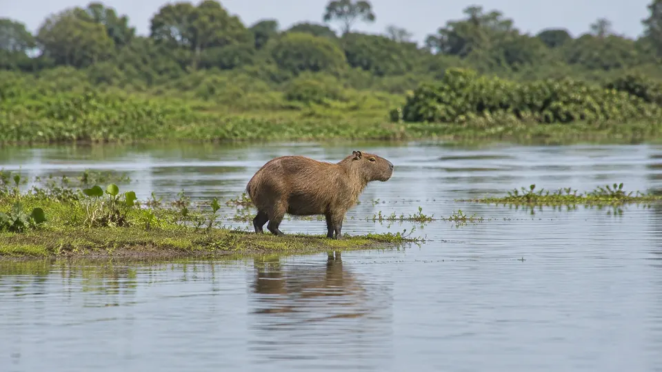 Capybara