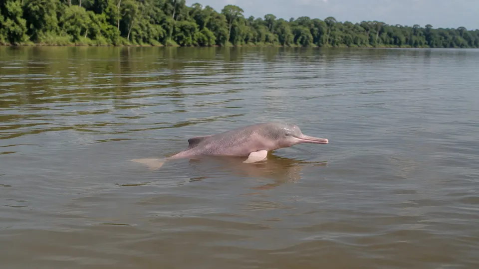 Amazon River Dolphin