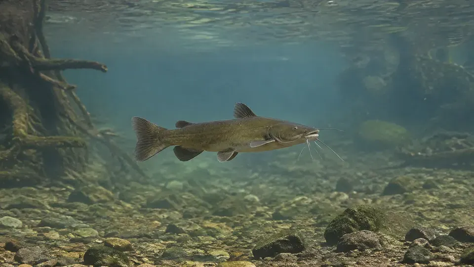 Flathead Catfish in its natural habitat, AI illustration