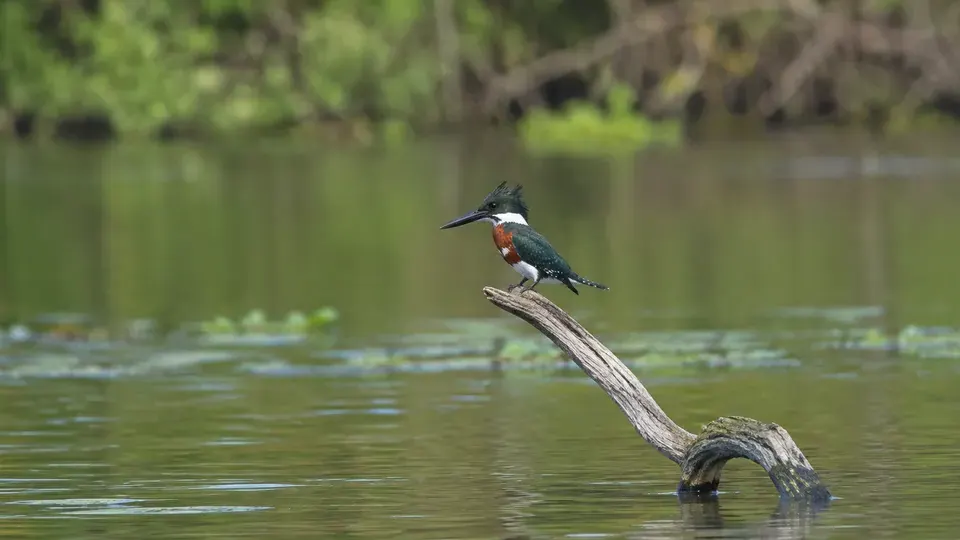 Amazon Kingfisher