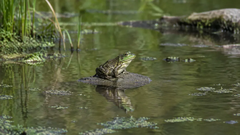 American Bullfrog