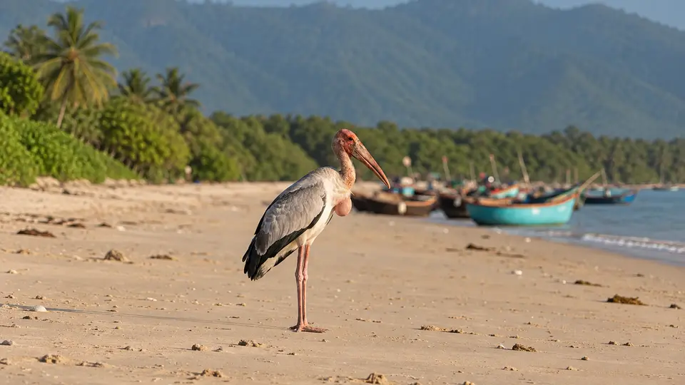 Greater adjutant