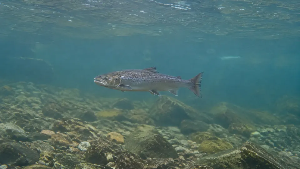 Atlantic Salmon