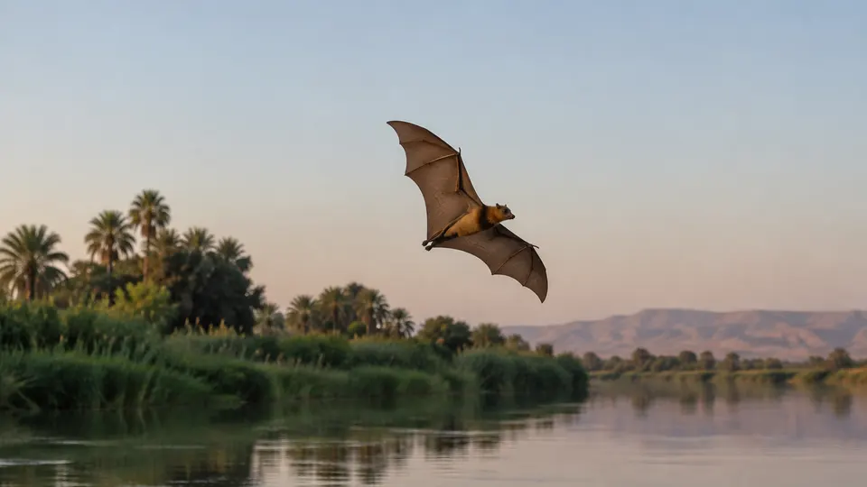 Egyptian Fruit Bat