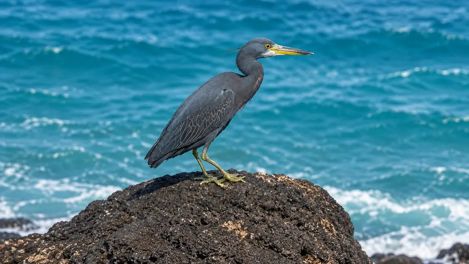 Pacific reef heron in its natural habitat, AI illustration