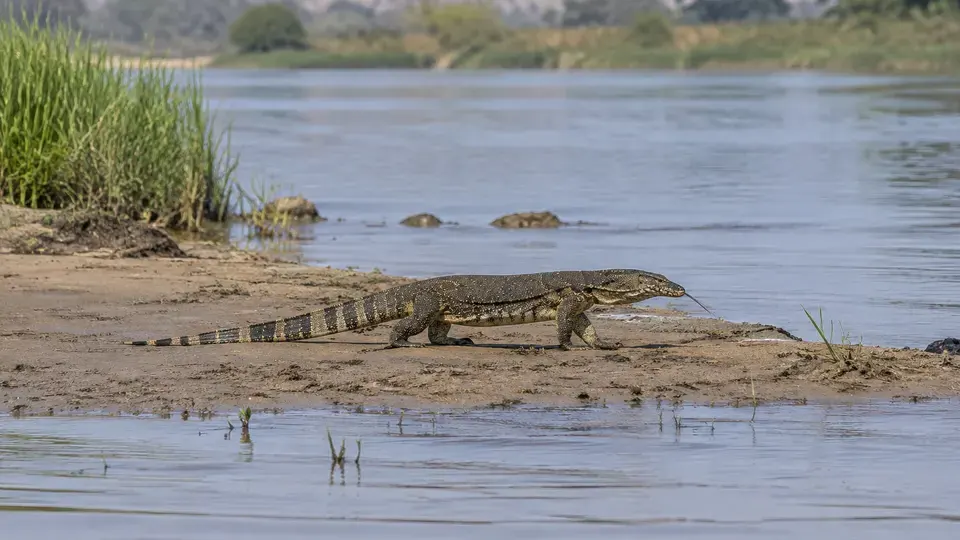 Nile Monitor