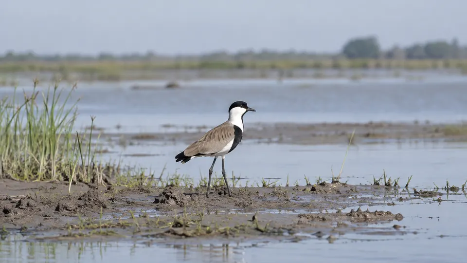 Spur-winged Lapwing in its natural habitat, AI illustration