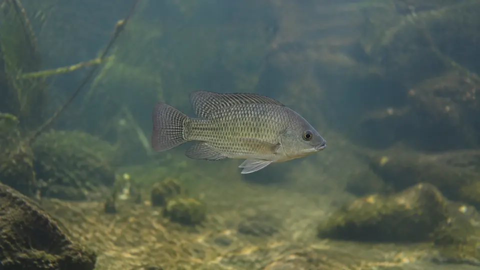 Nile Tilapia in its natural habitat, AI illustration