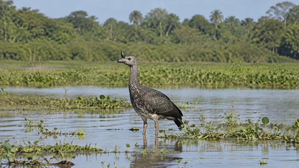 Horned Screamer