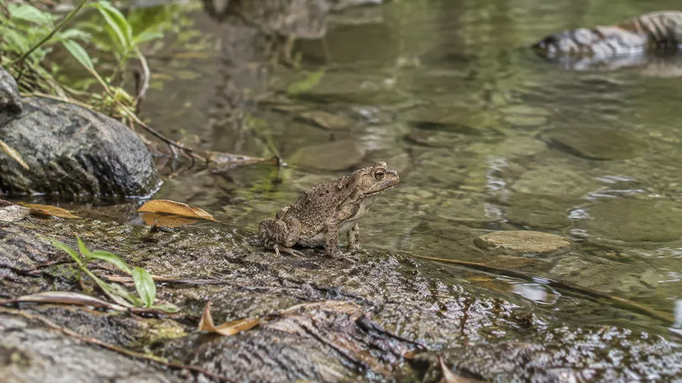 Asian Common Toad