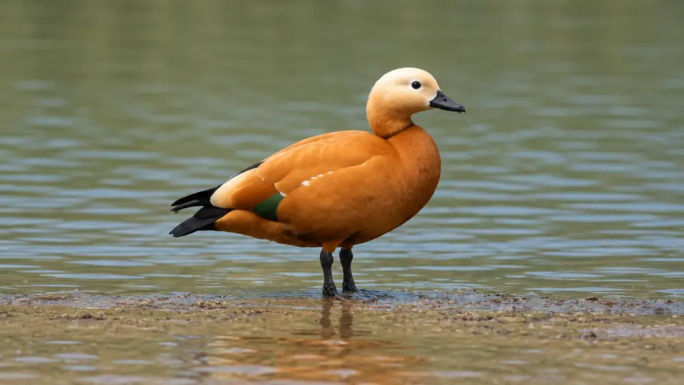 Ruddy Shelduck