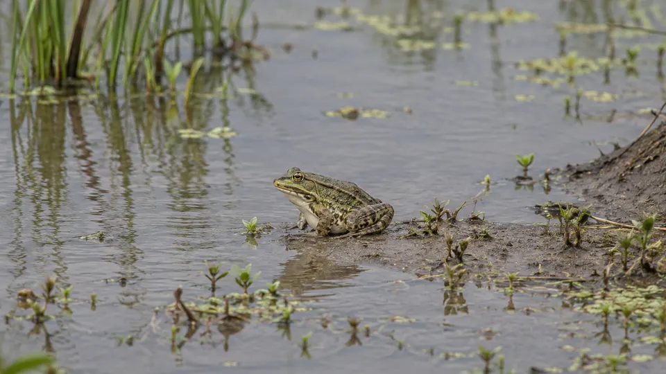 Chinese Edible Frog