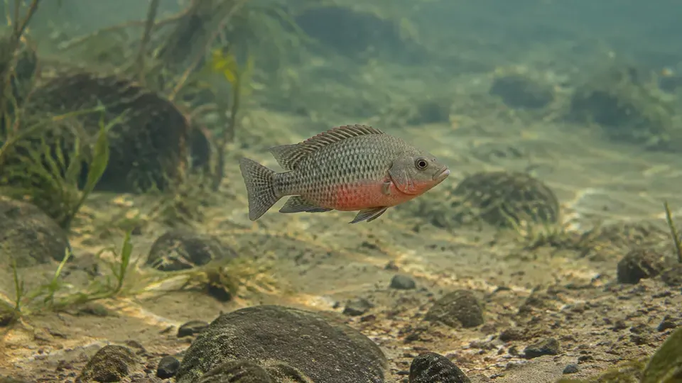 Redbelly Tilapia