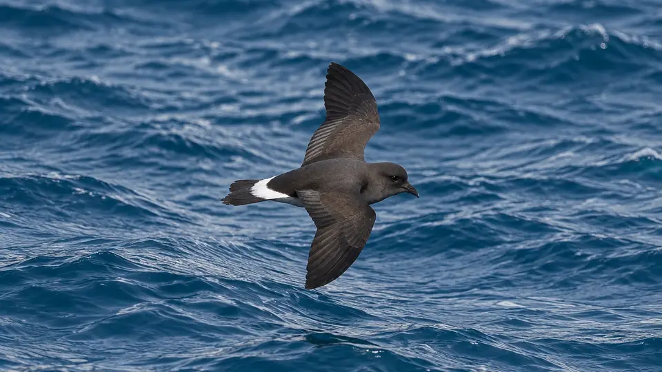 Wilson's Storm Petrel in its natural habitat, AI illustration