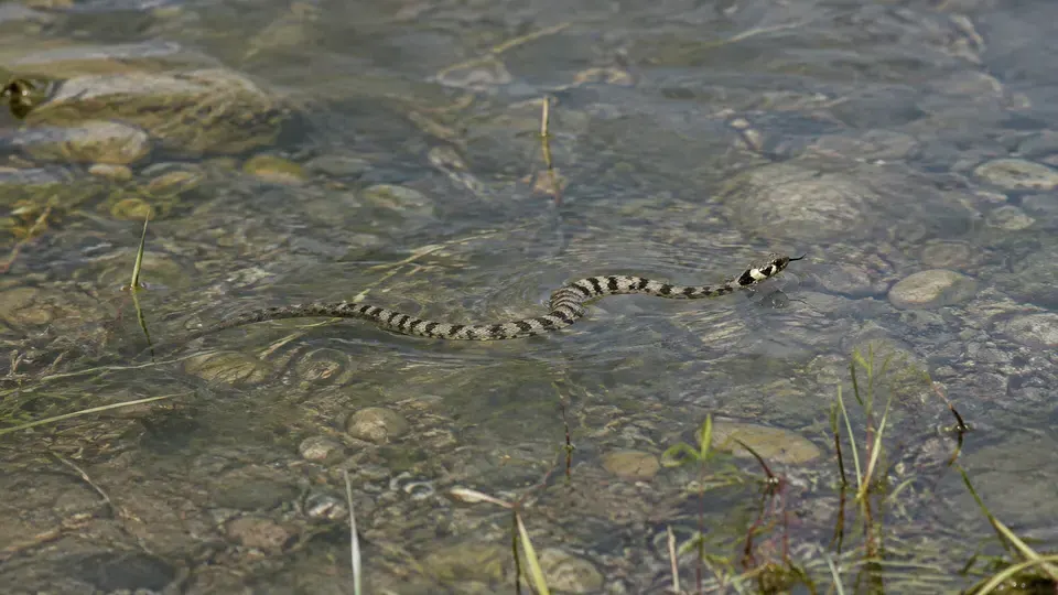 Barred Grass Snake