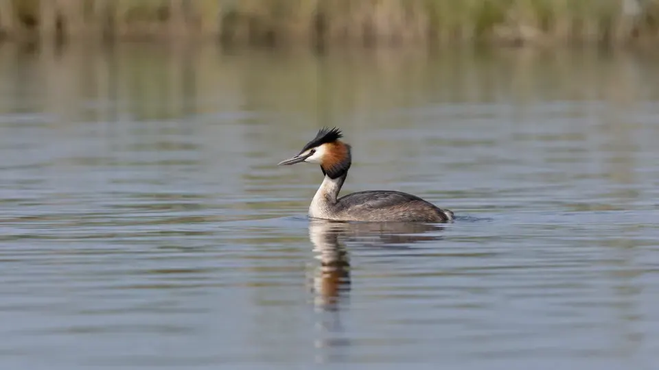 Great Crested Grebe