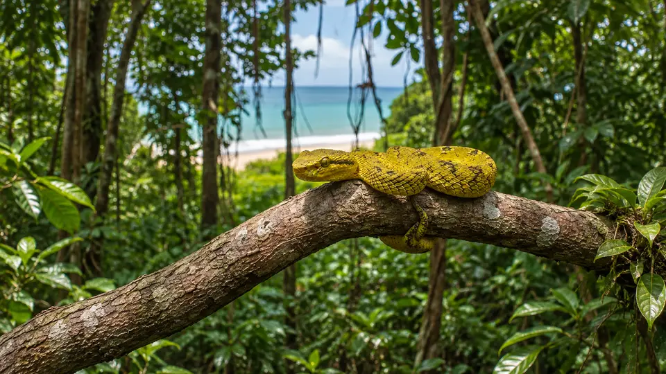Eyelash Viper in its natural habitat, AI illustration