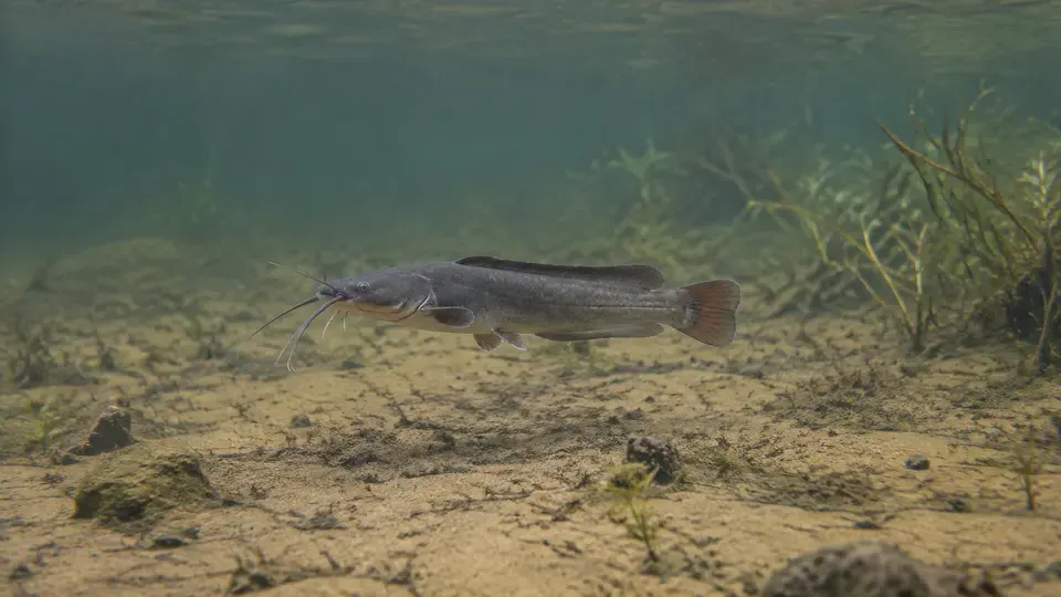 African Sharptooth Catfish