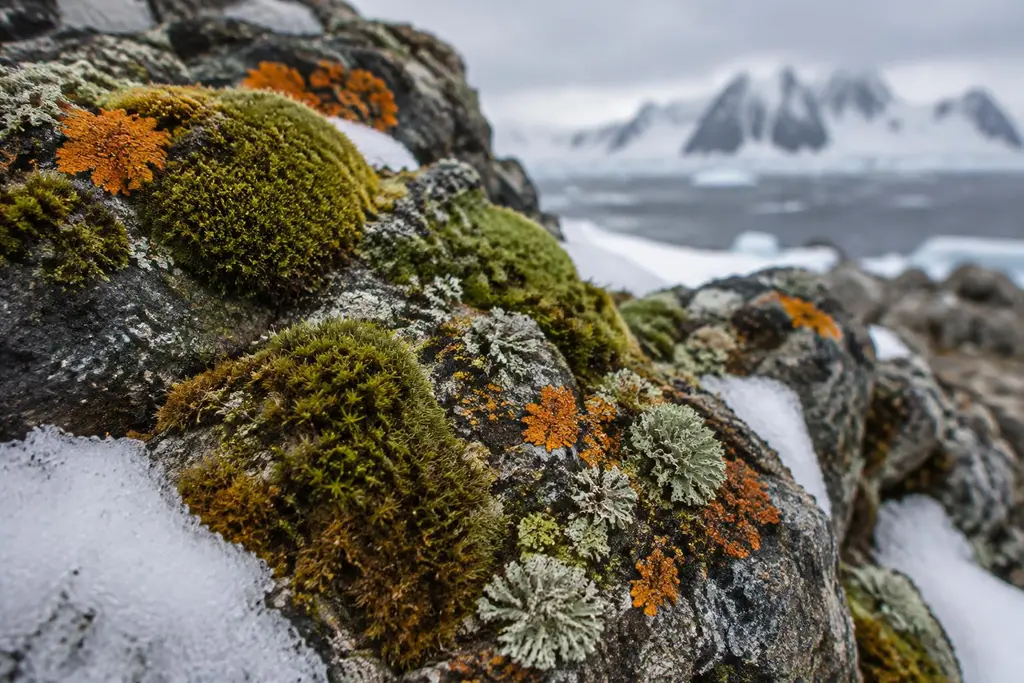 AI-generated illustration of Vegetação polar escassa