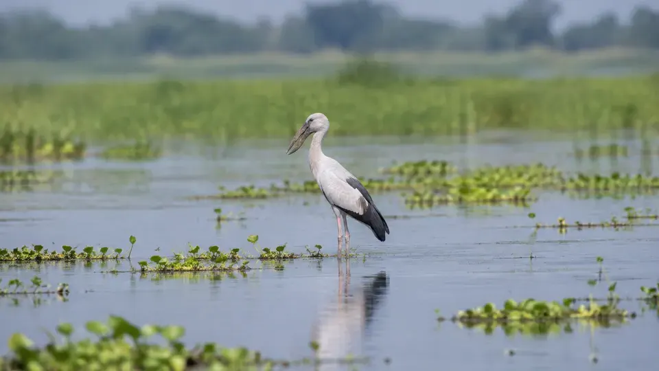 Asian Openbill