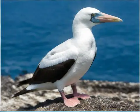 Nazca Booby