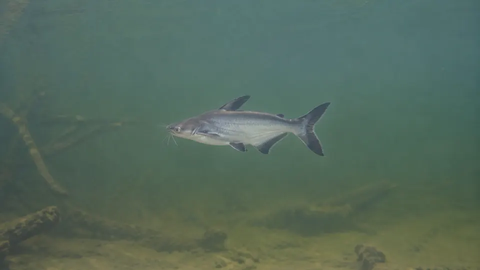 Iridescent Shark