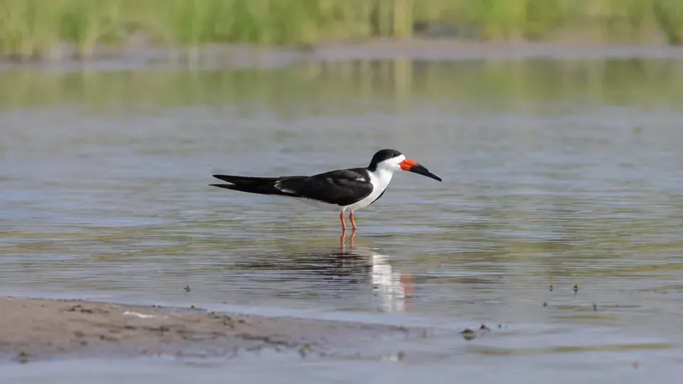Black Skimmer