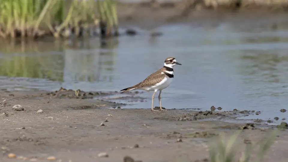 Killdeer