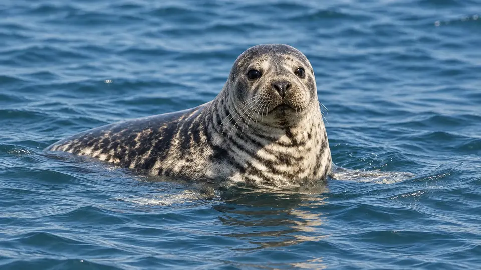 AI-generated illustration of Grey Seal