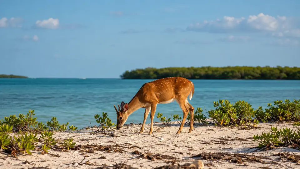 Key Deer in its natural habitat, AI illustration