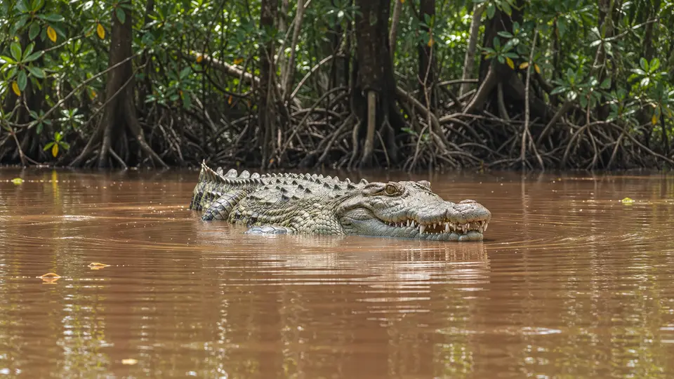 Saltwater crocodile in its natural habitat, AI illustration
