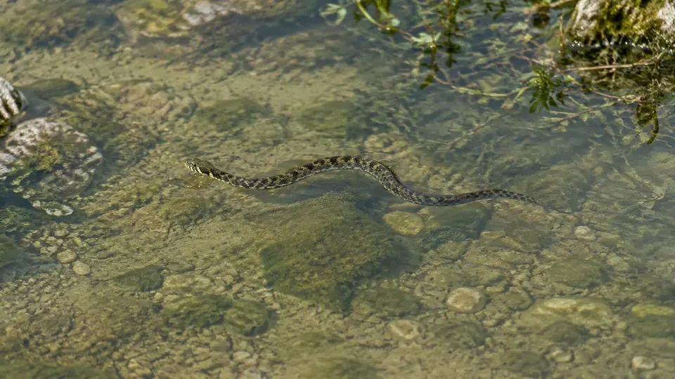 Viperine Water Snake