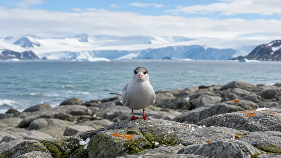 Antarctic Tern in its natural habitat, AI illustration