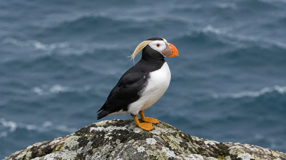 Tufted Puffin in its natural habitat, AI illustration