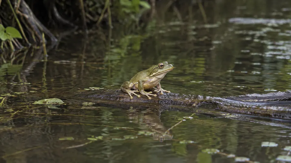 Giant Gladiator Tree Frog