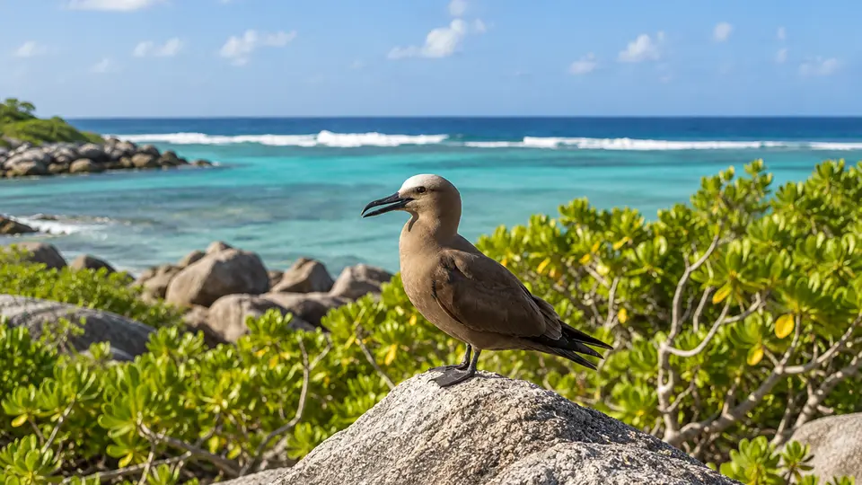 Brown Noddy