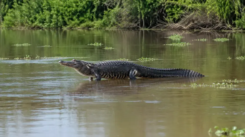 Black Caiman