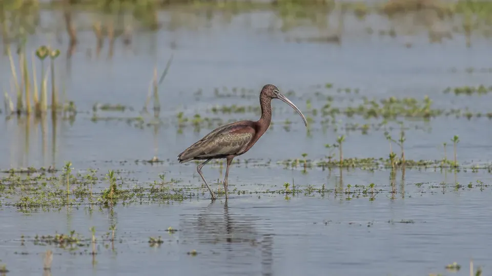 Glossy Ibis