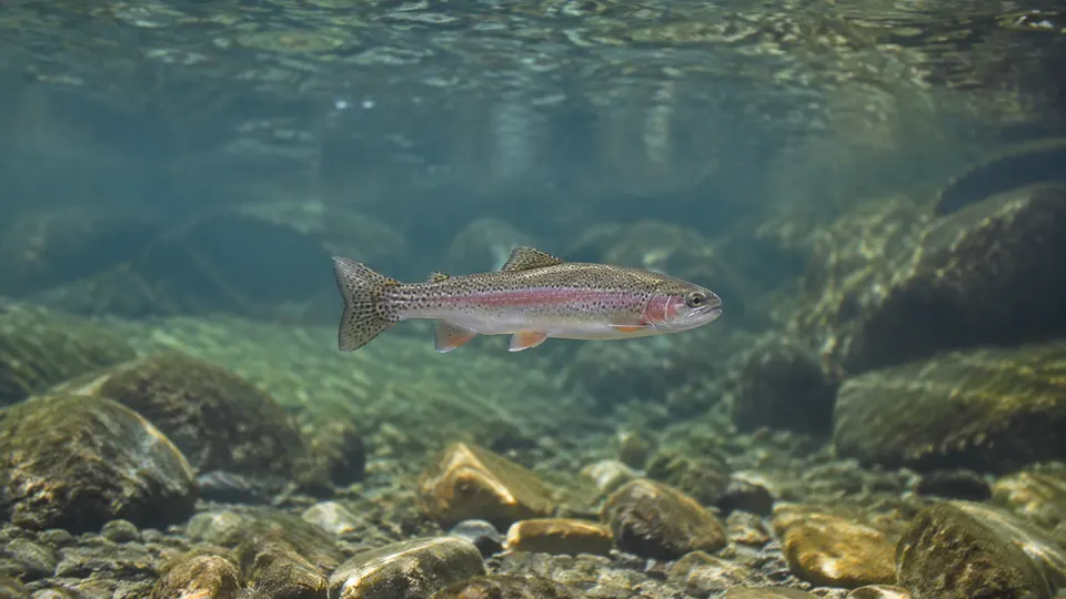 Rainbow Trout in its natural habitat, AI illustration